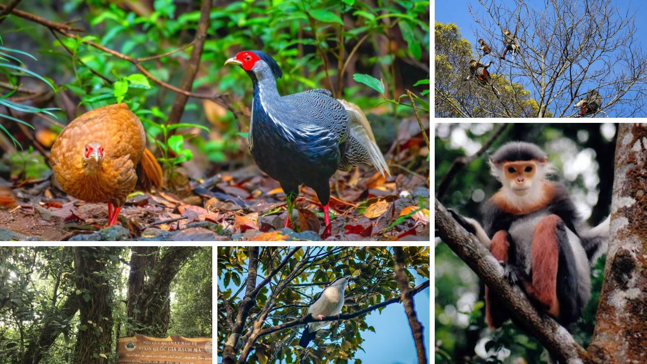 Wildlife and Biodiversity in the Semi-Tropical Rainforest