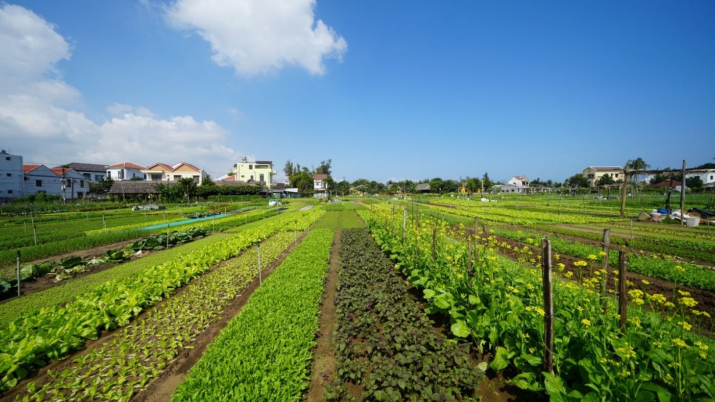 Tra Que Vegetable Village Where Hoi An Grows Its Roots