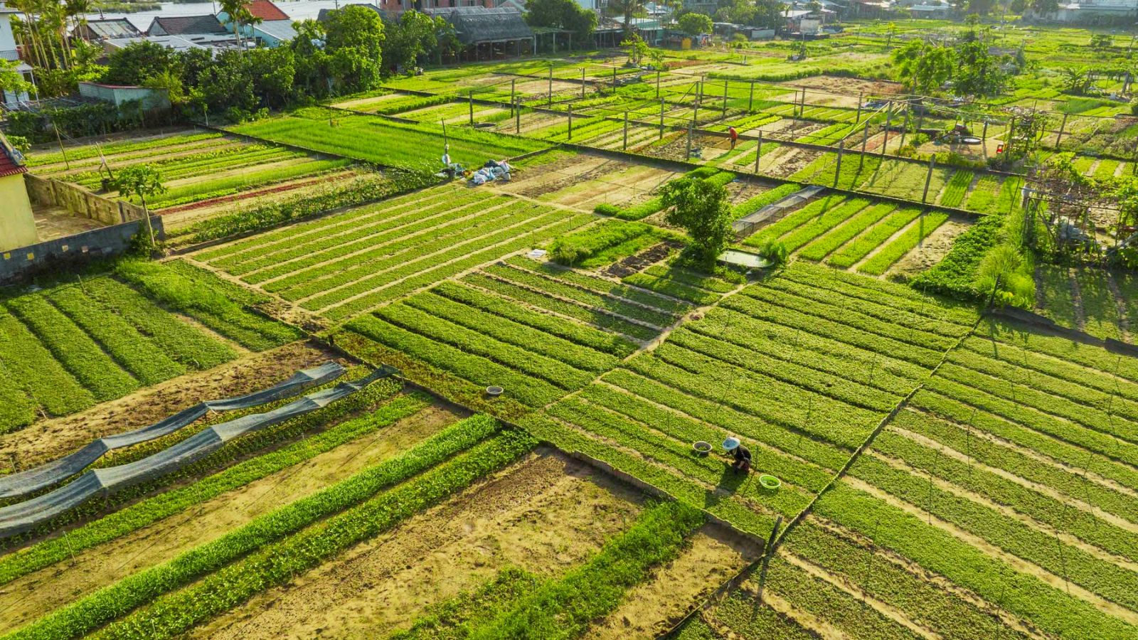 What to know about Tra Que Vegetable Village